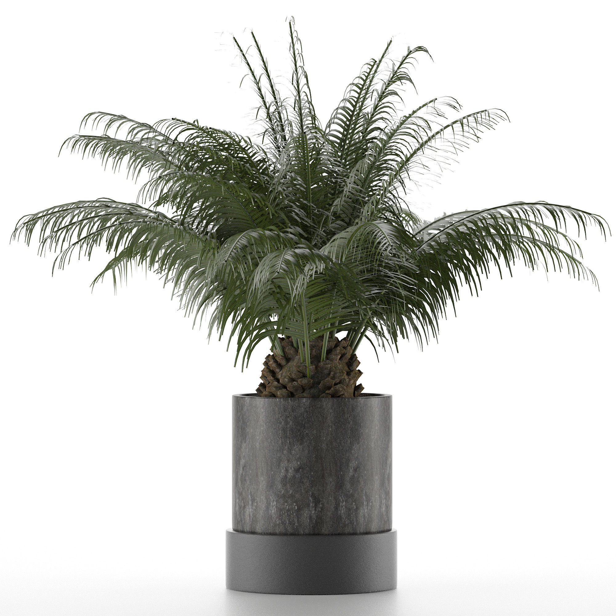 House Plant 32 3D model_1