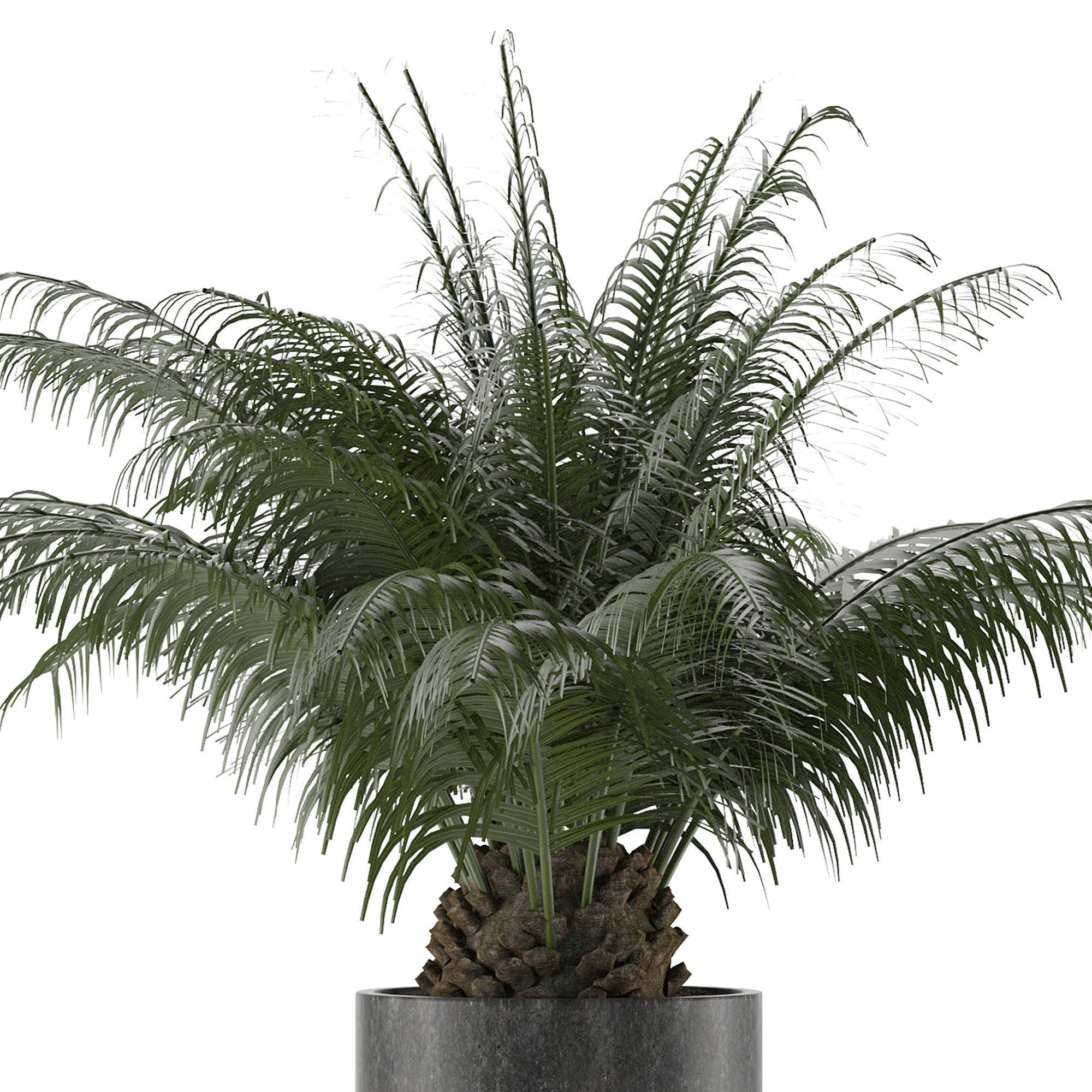 House Plant 32 3D model_3