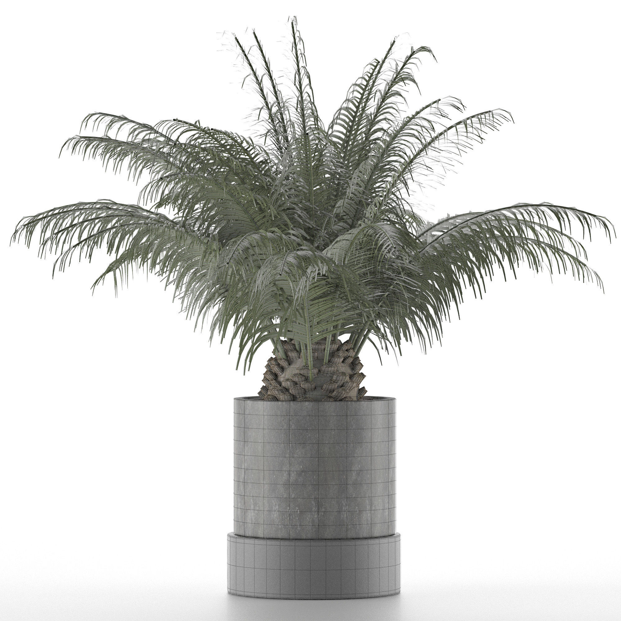 House Plant 32 3D model_5