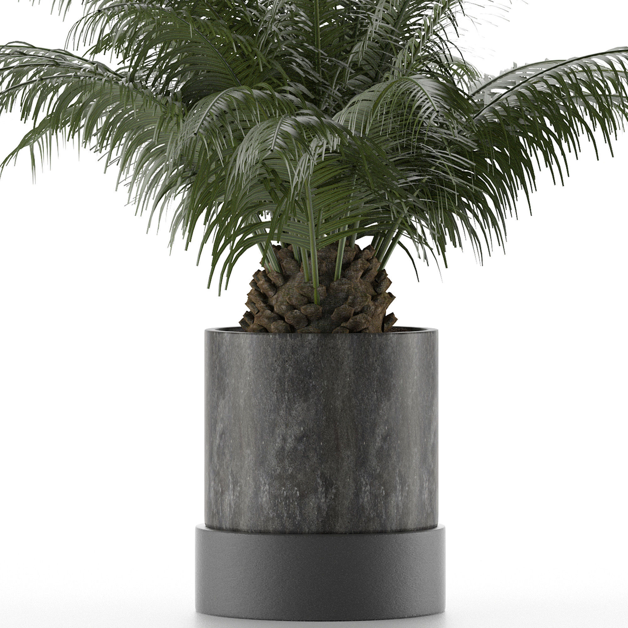House Plant 32 3D model_2