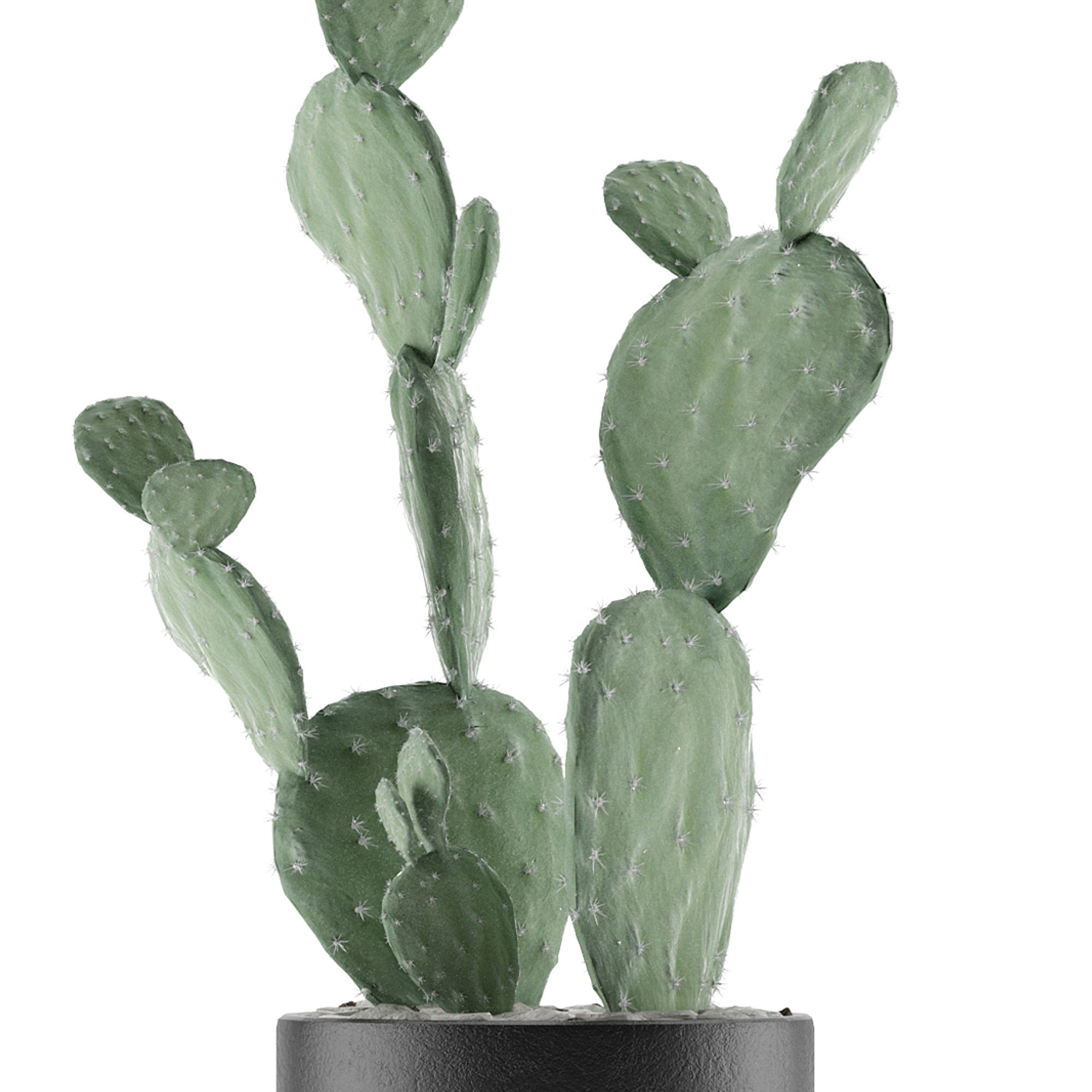 House Plant 33 3D model_3