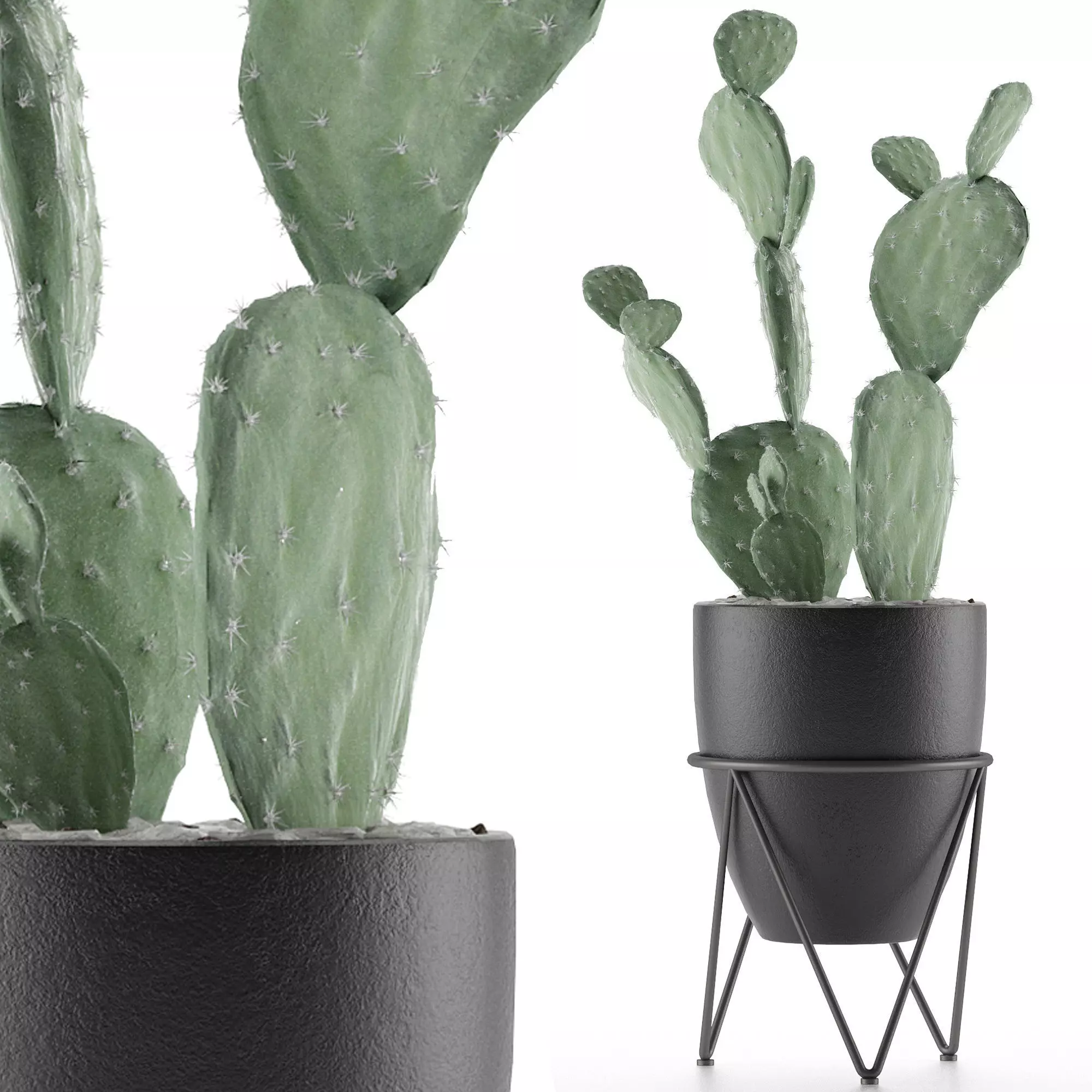 House Plant 33 3D model_0