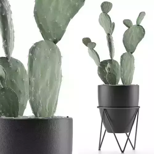 House Plant 33 3D model