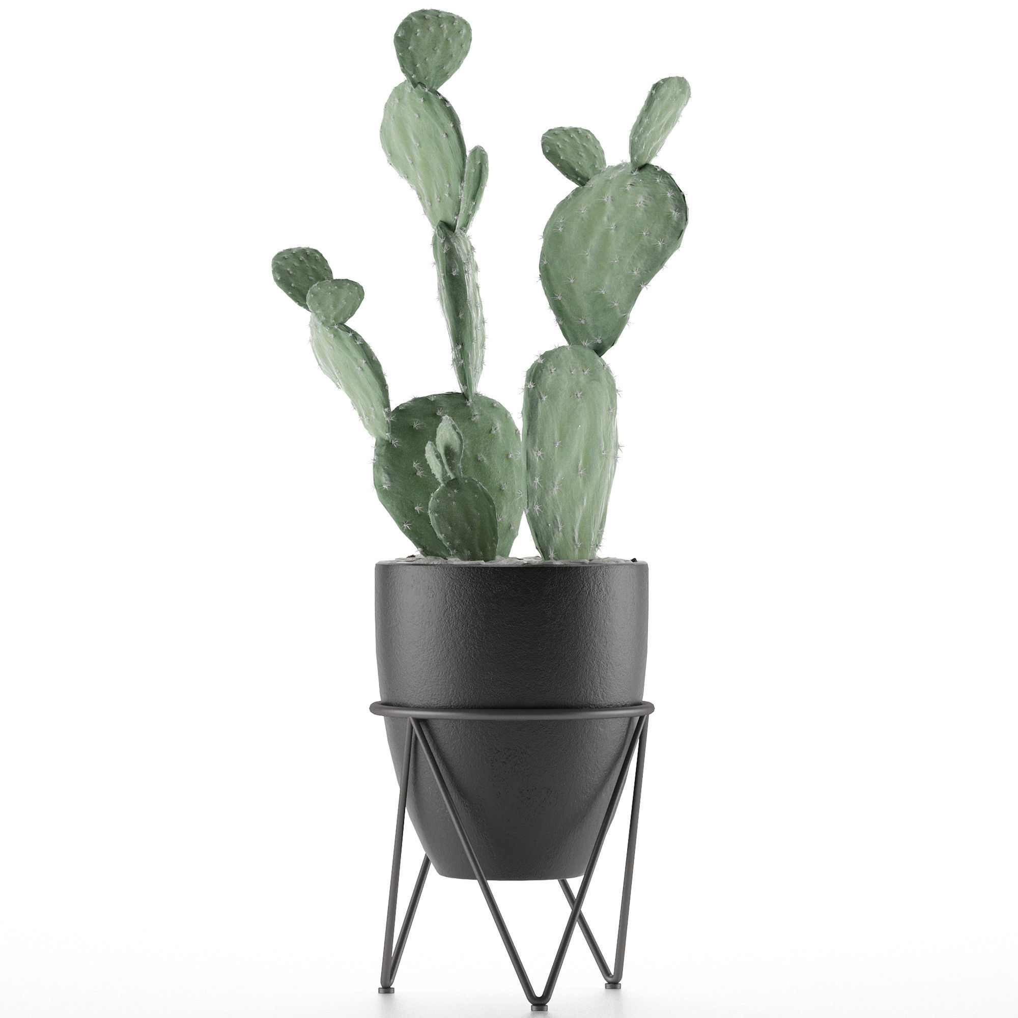 House Plant 33 3D model_1