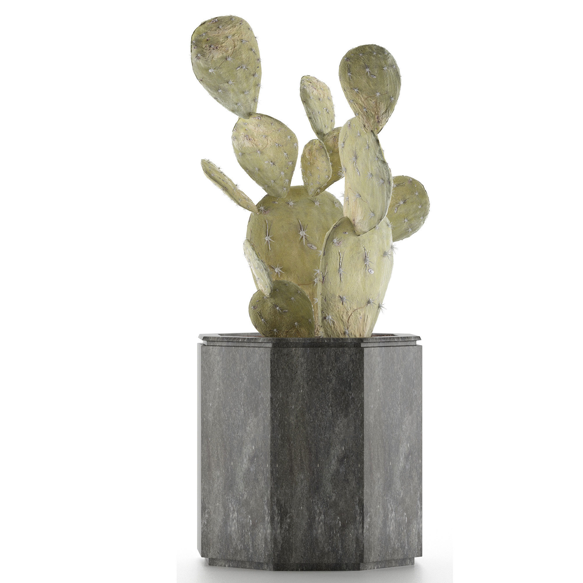 House Plant 34 3D model_1