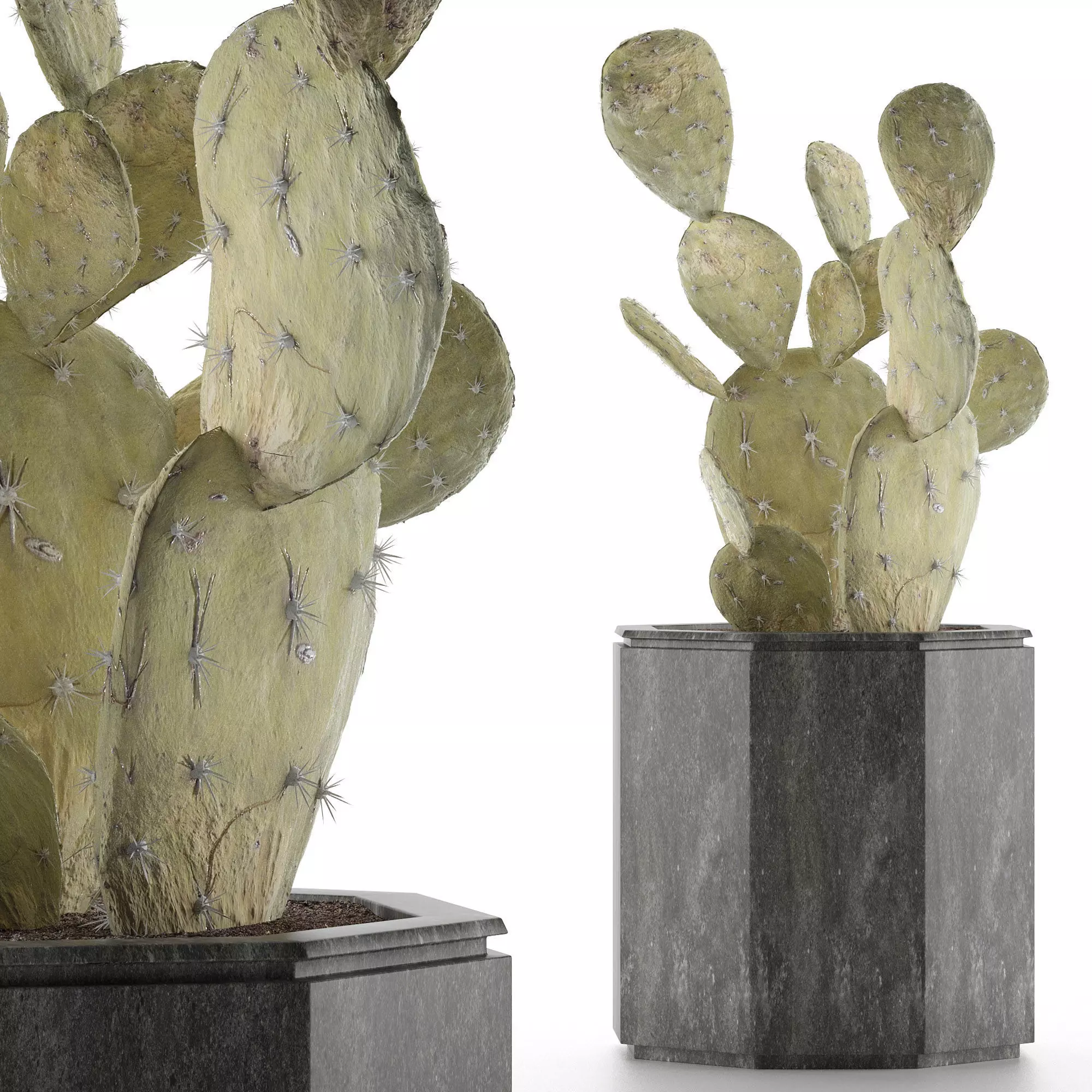 House Plant 34 3D model_0