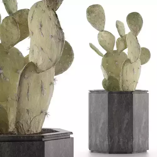 House Plant 34 3D model