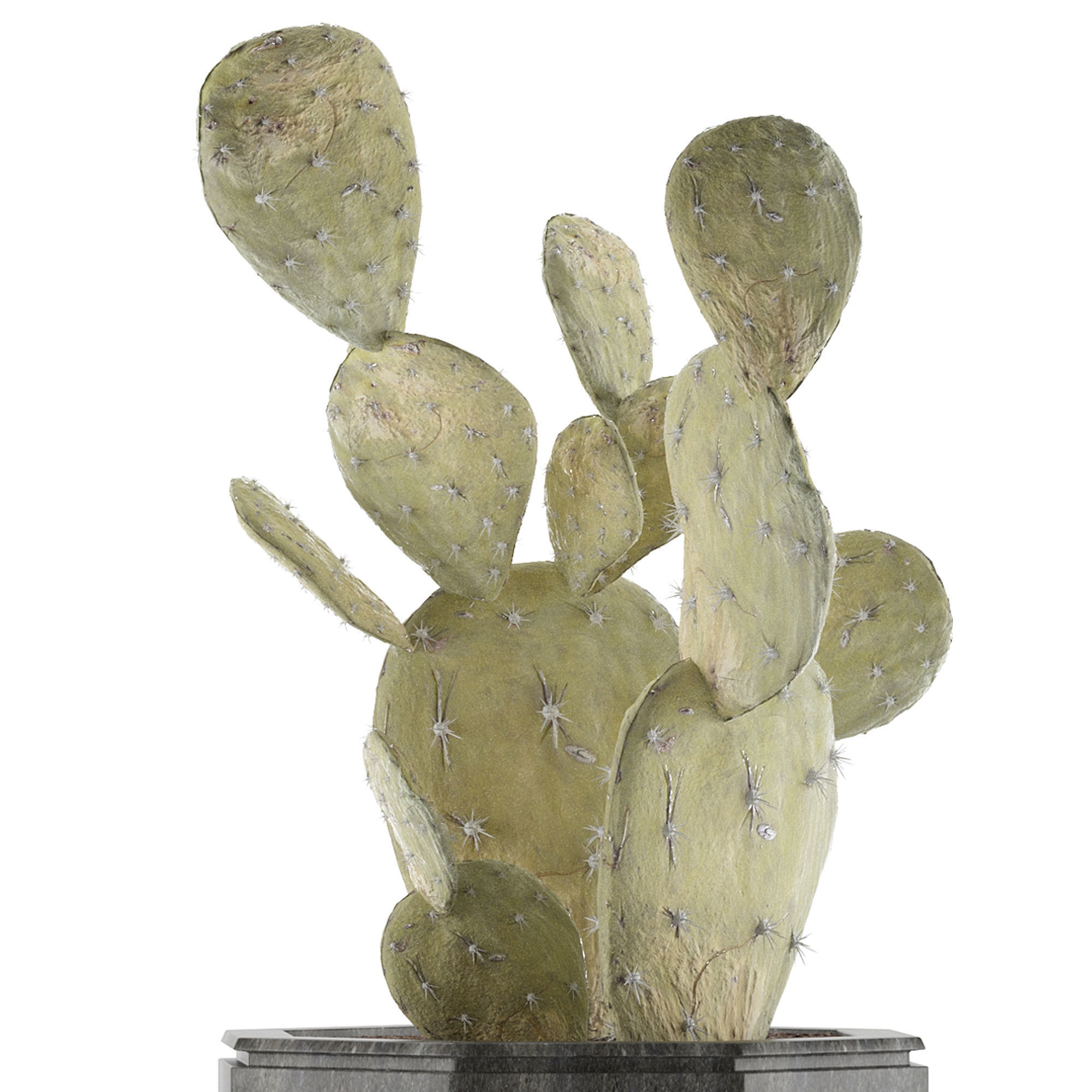 House Plant 34 3D model_3