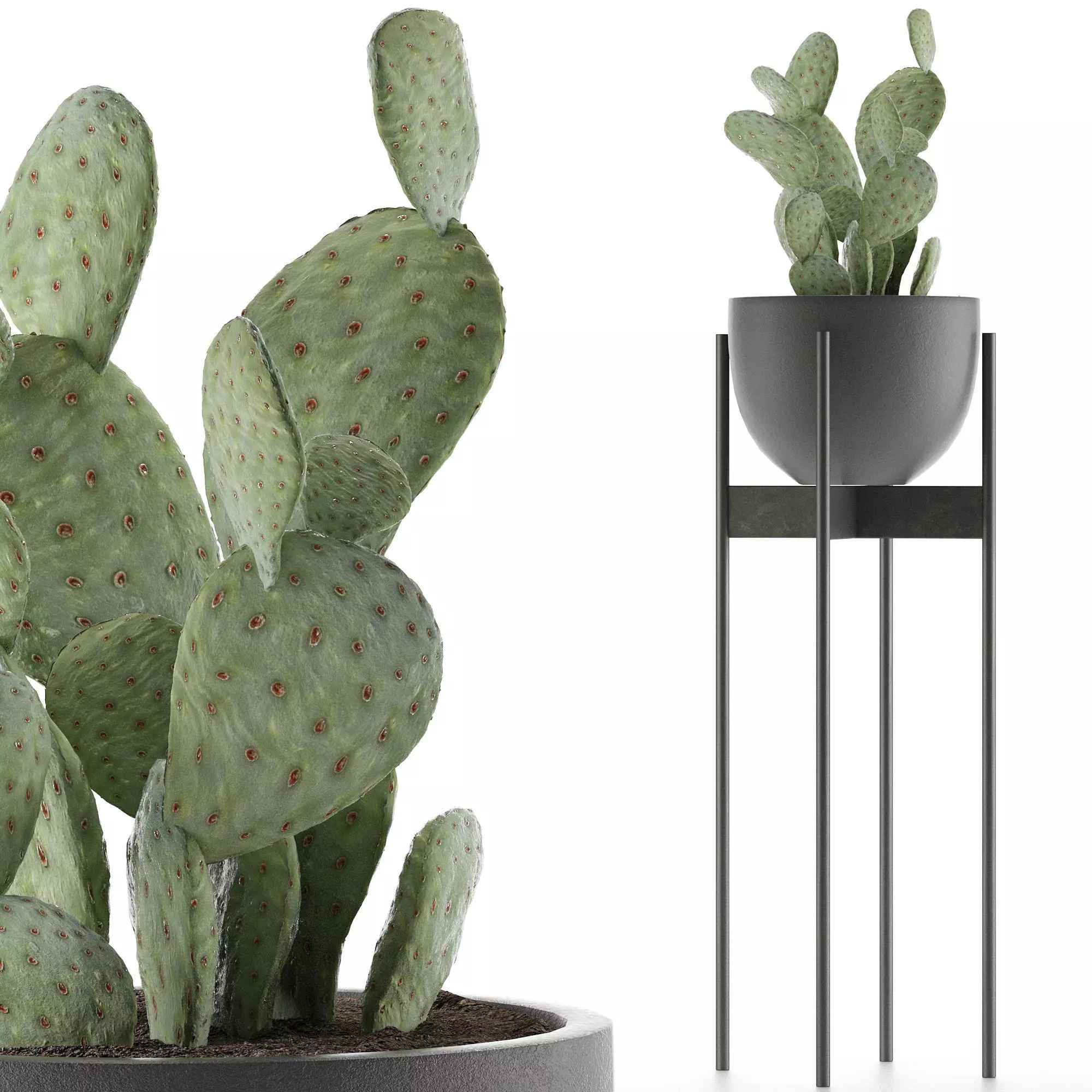 House Plant 36 3D model_0