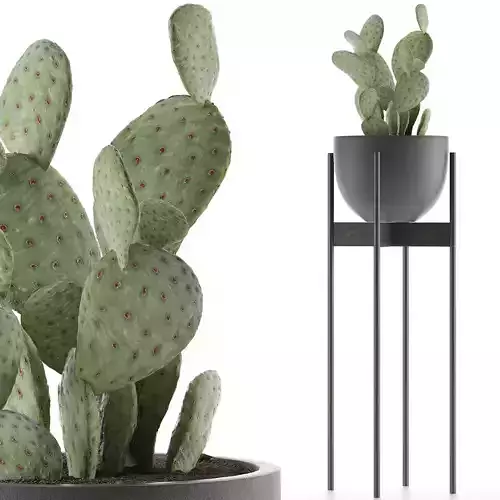 House Plant 36 3D model