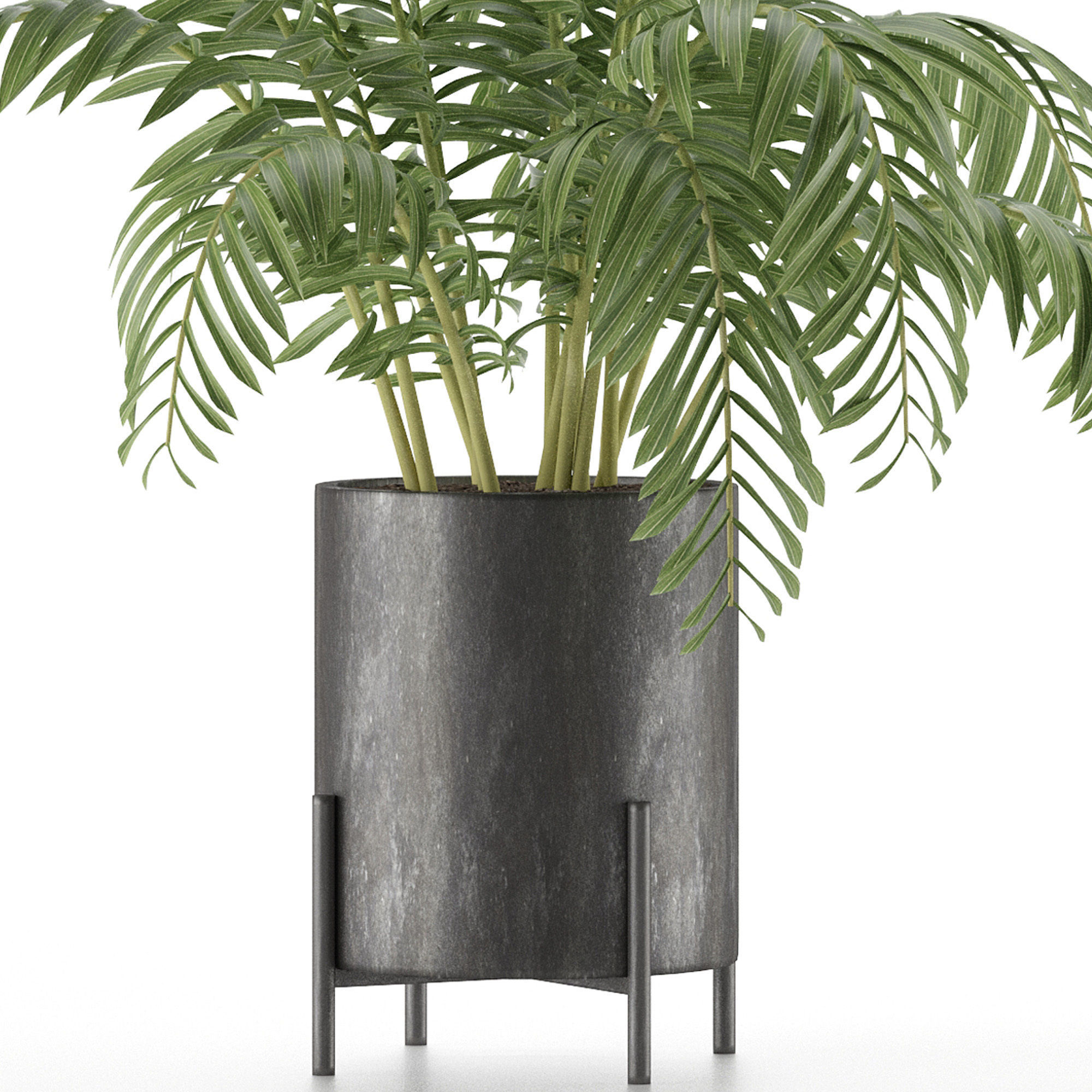 House Plant 38 3D model_2