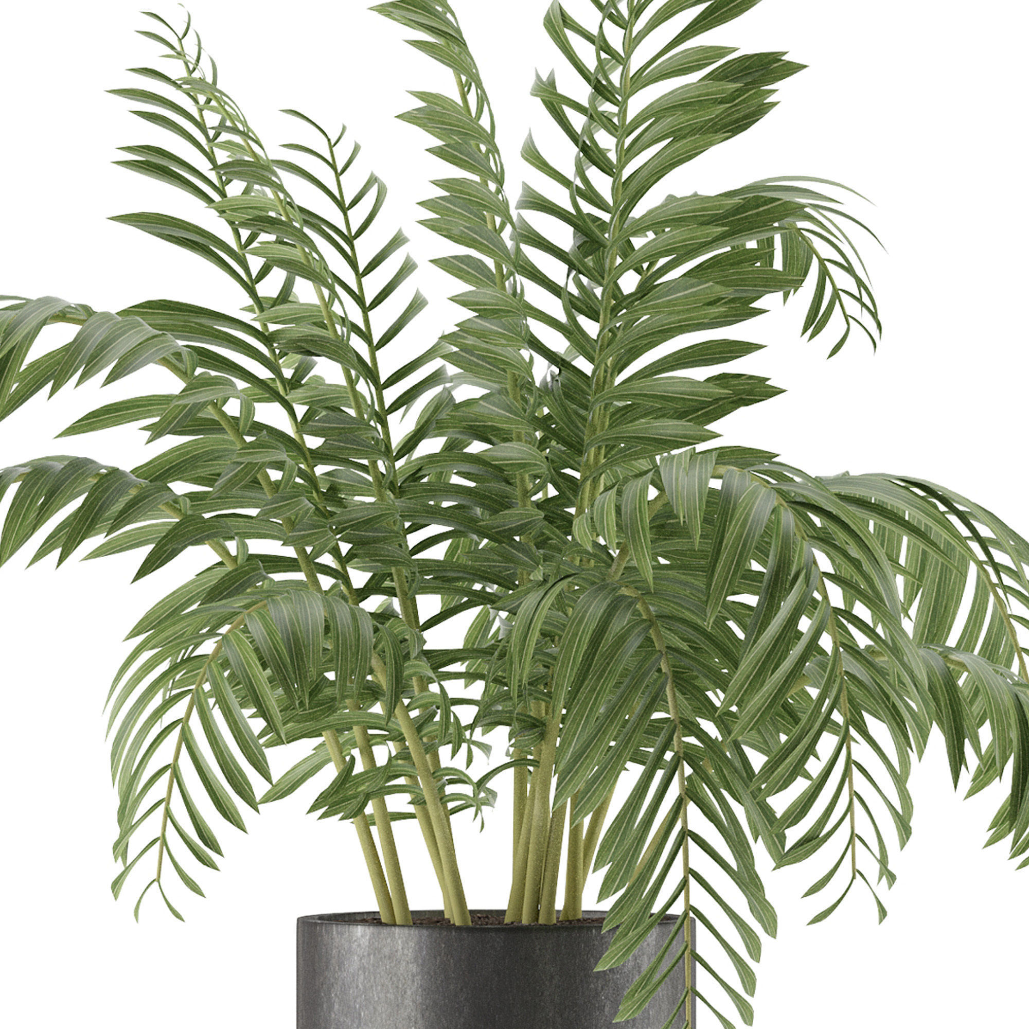 House Plant 38 3D model_3