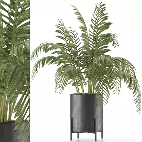 House Plant 38 3D model