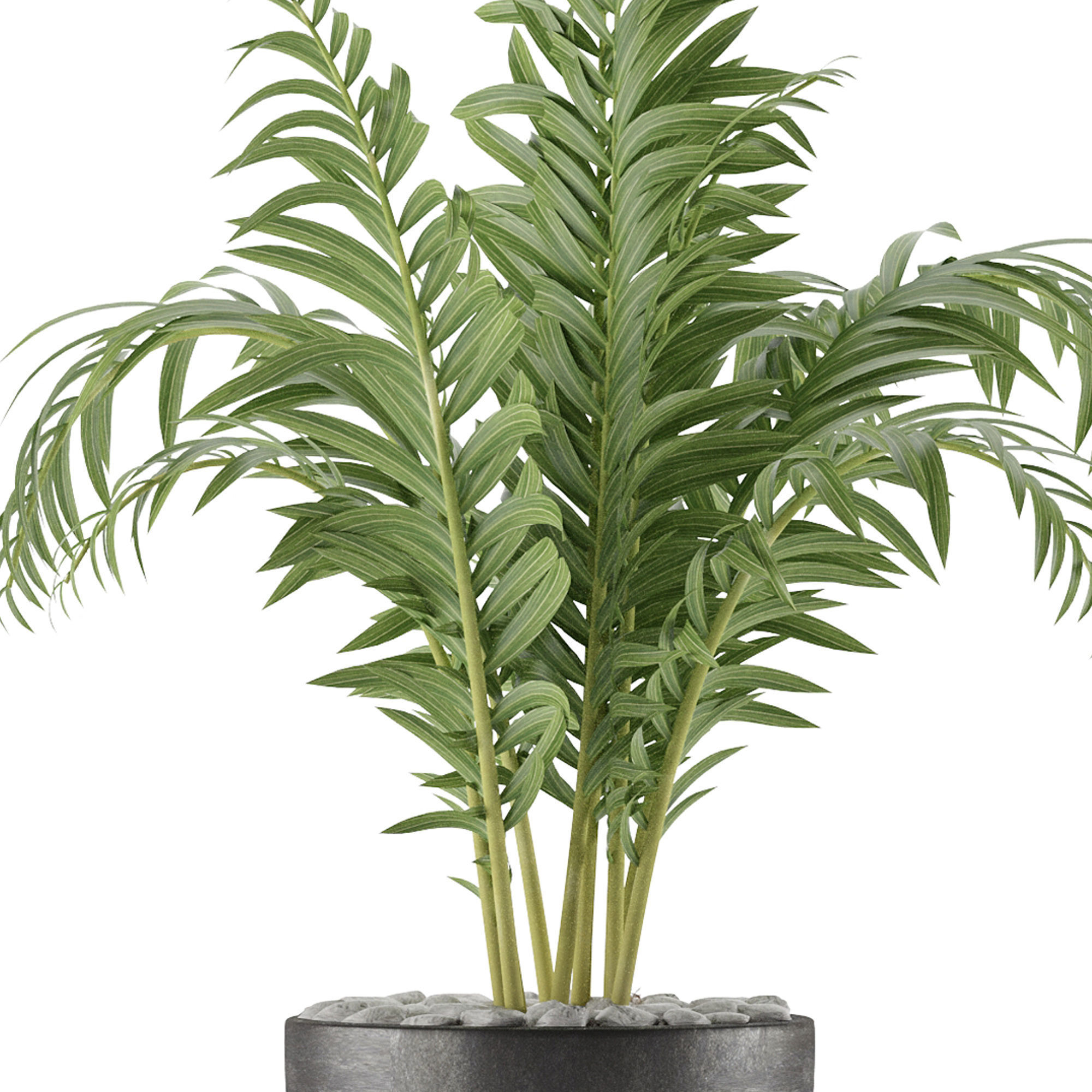 House Plant 39 3D model_3