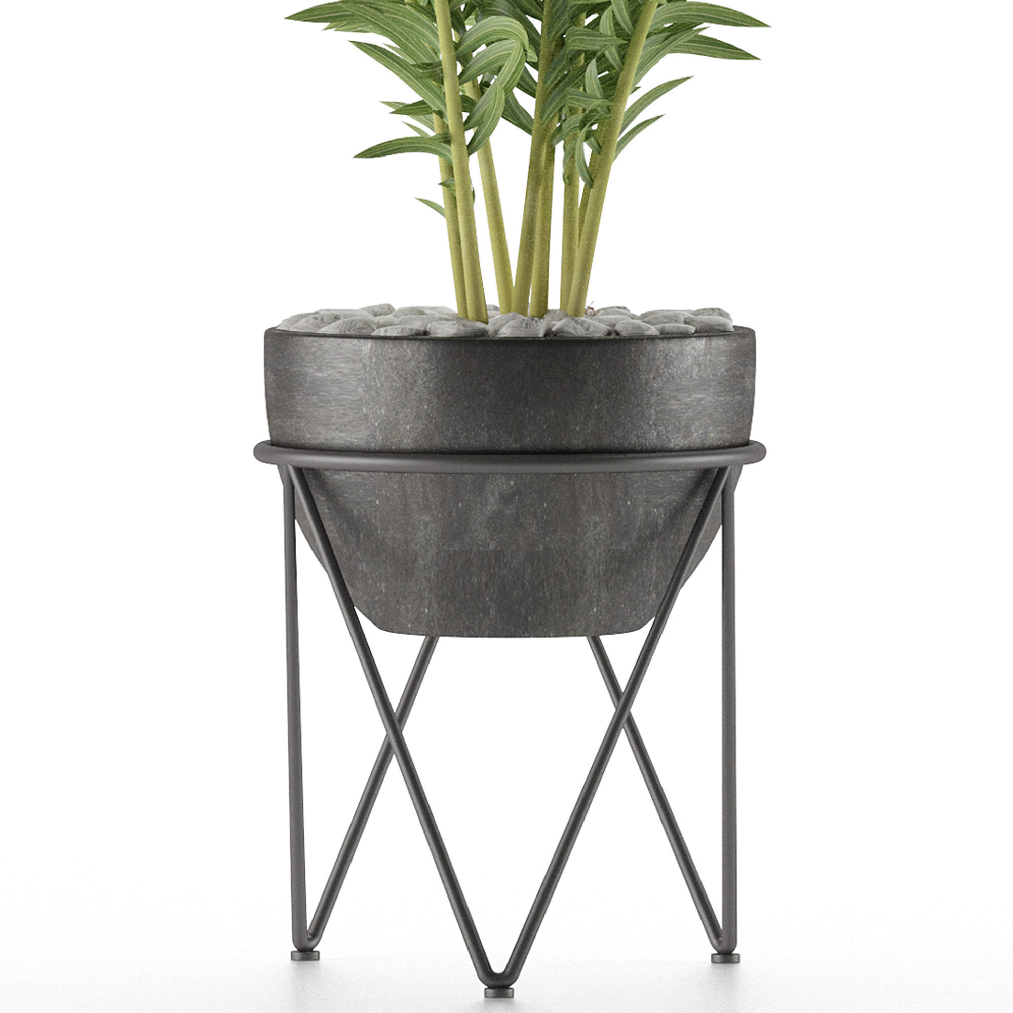 House Plant 39 3D model_2