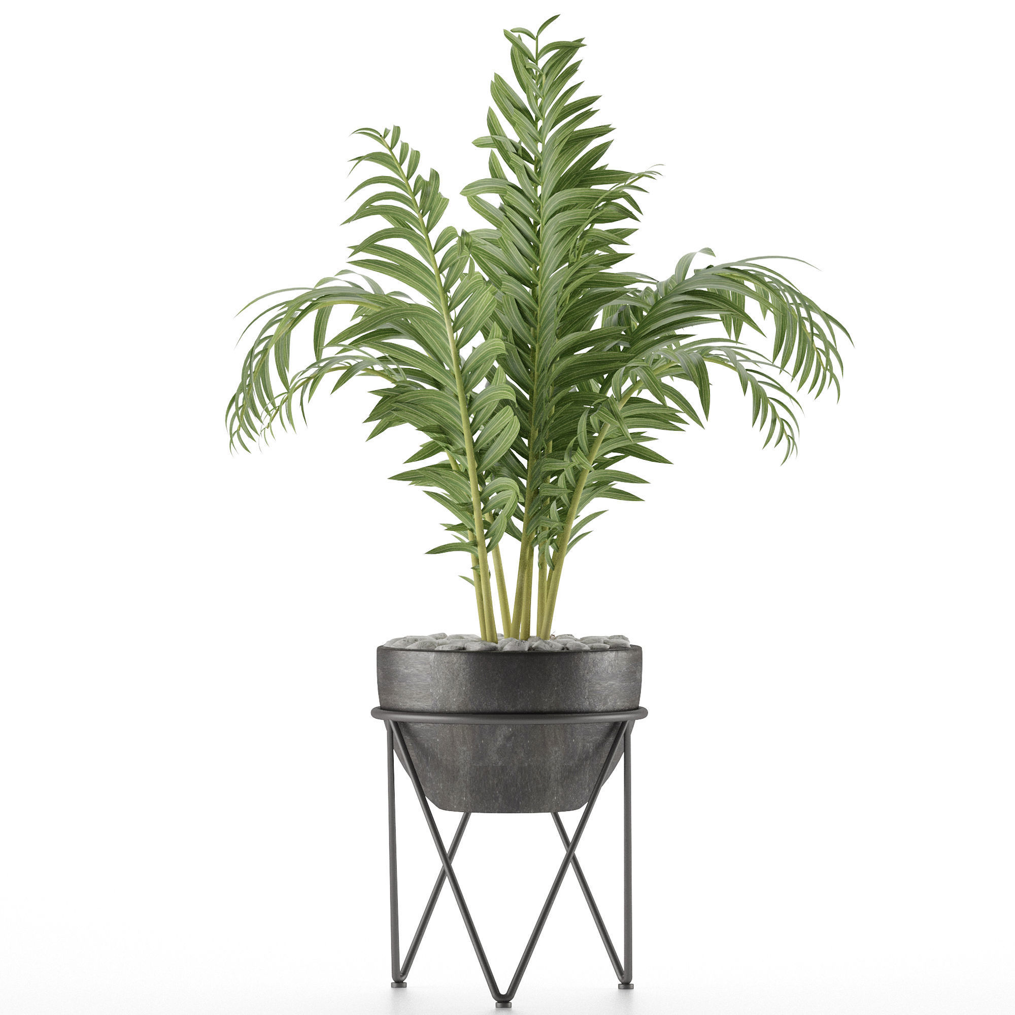 House Plant 39 3D model_1