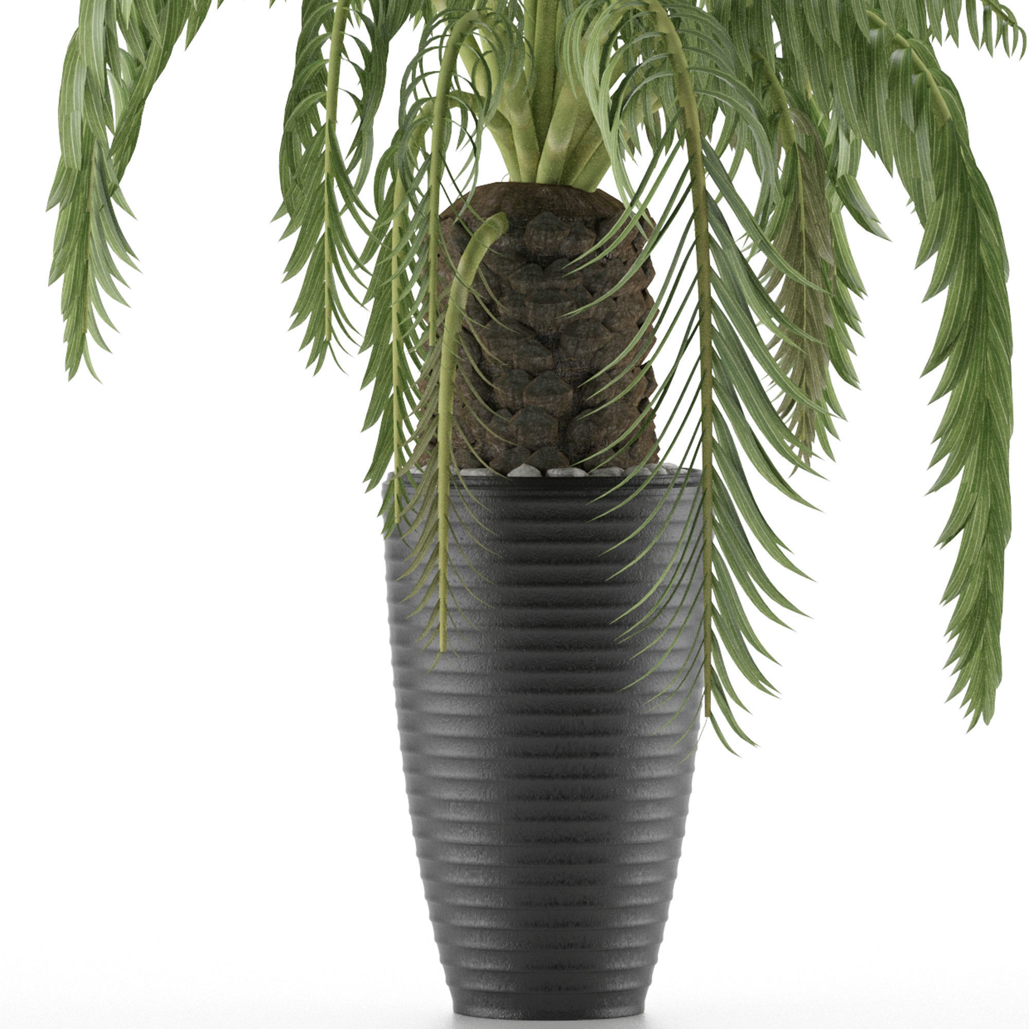 House Plant 41 3D model_2