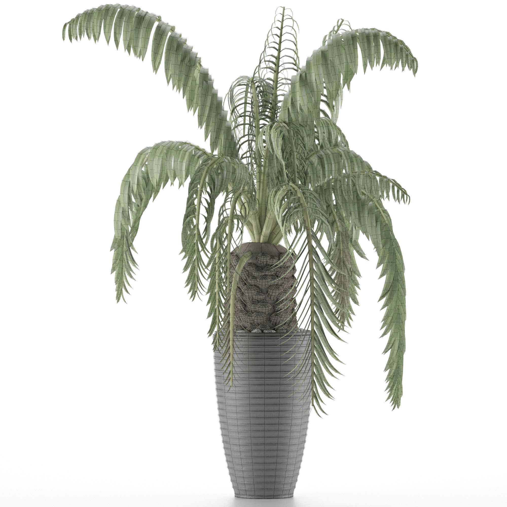 House Plant 41 3D model_5