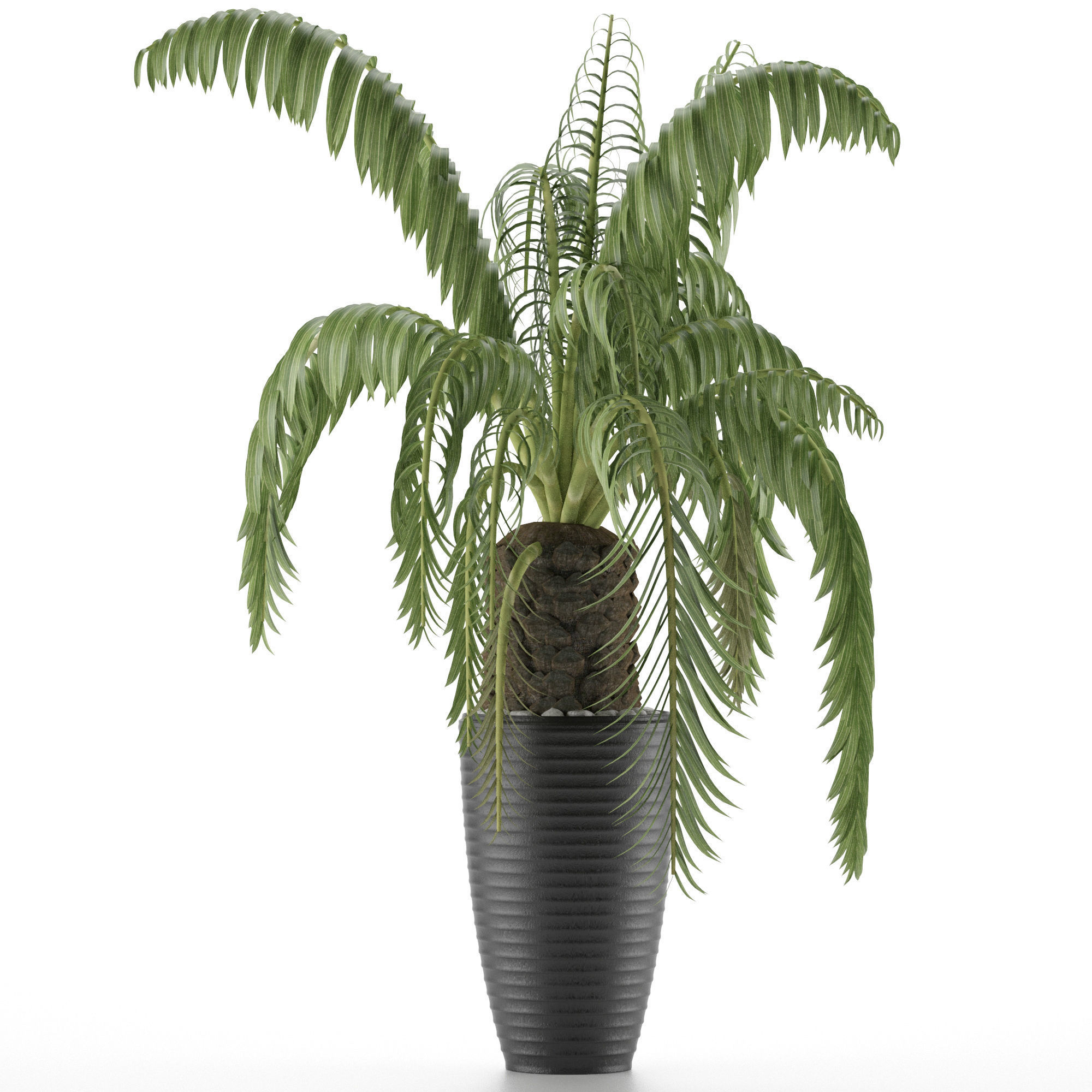 House Plant 41 3D model_1