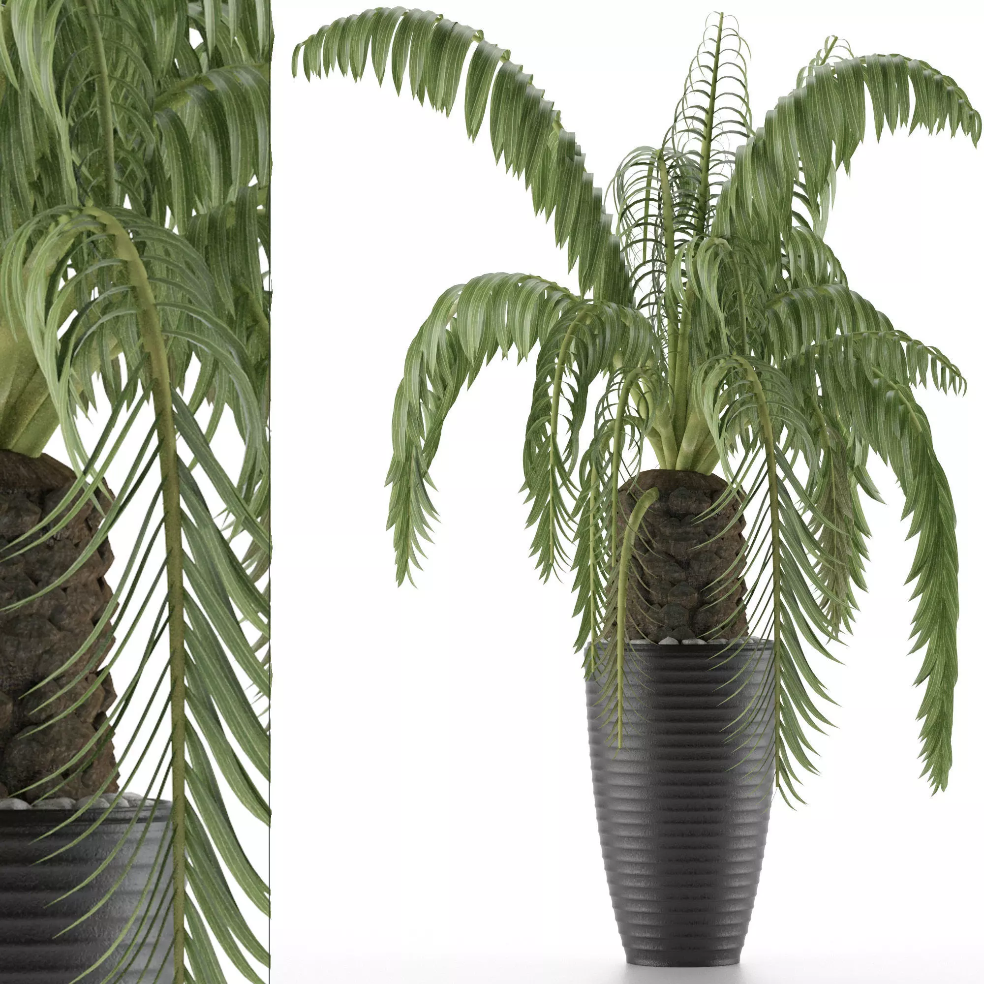 House Plant 41 3D model_0