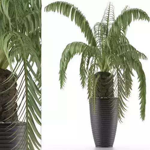 House Plant 41 3D model