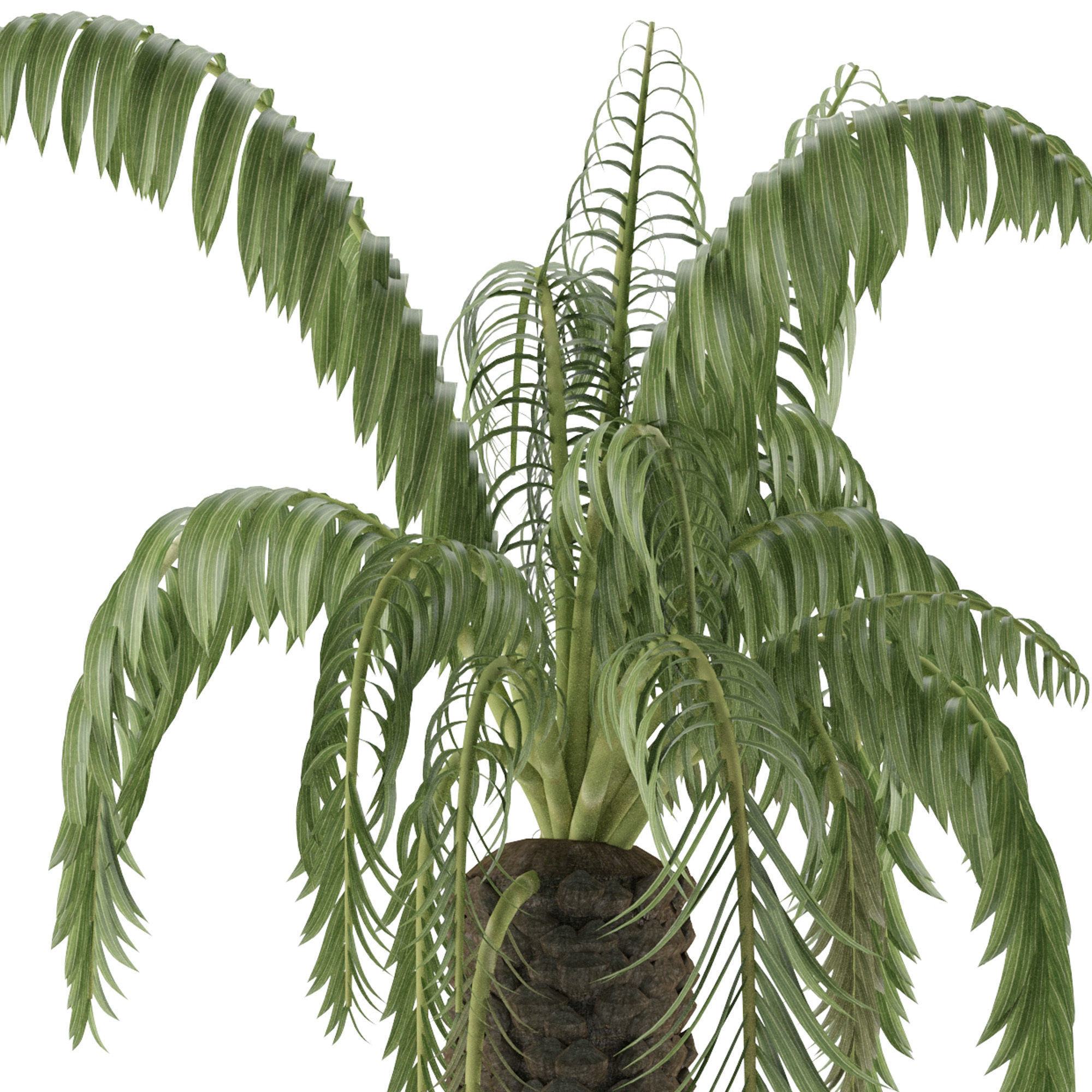 House Plant 41 3D model_3