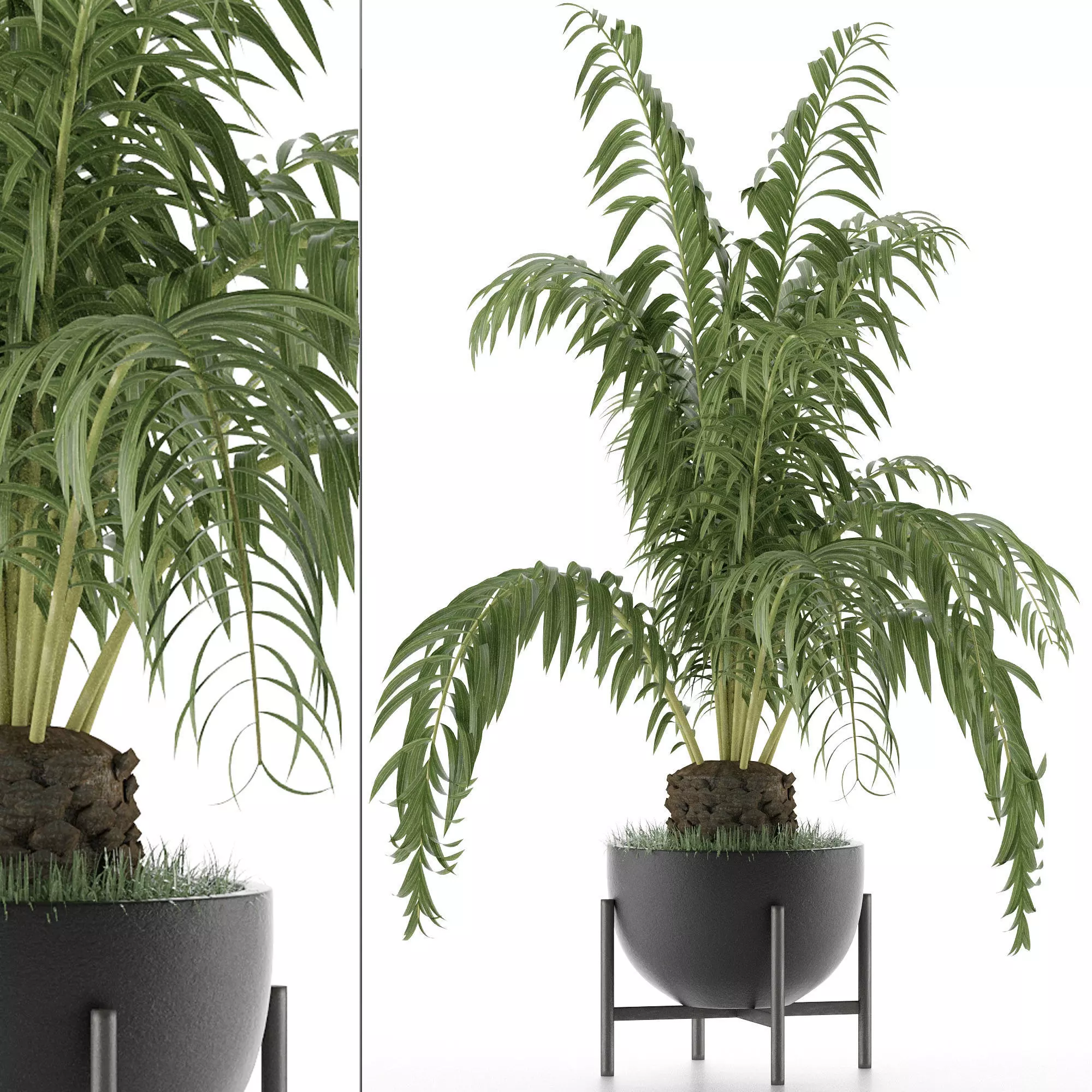 House Plant 42 3D model_0