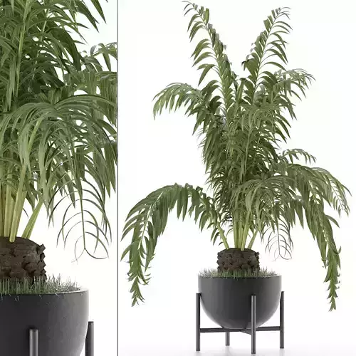 House Plant 42 3D model