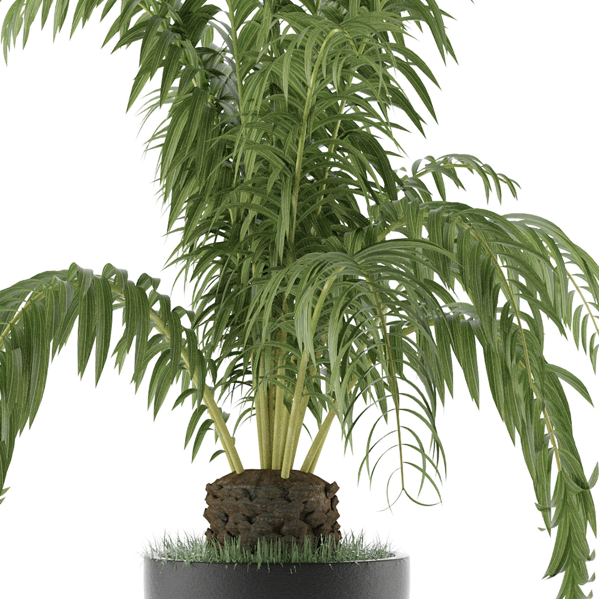 House Plant 42 3D model_3