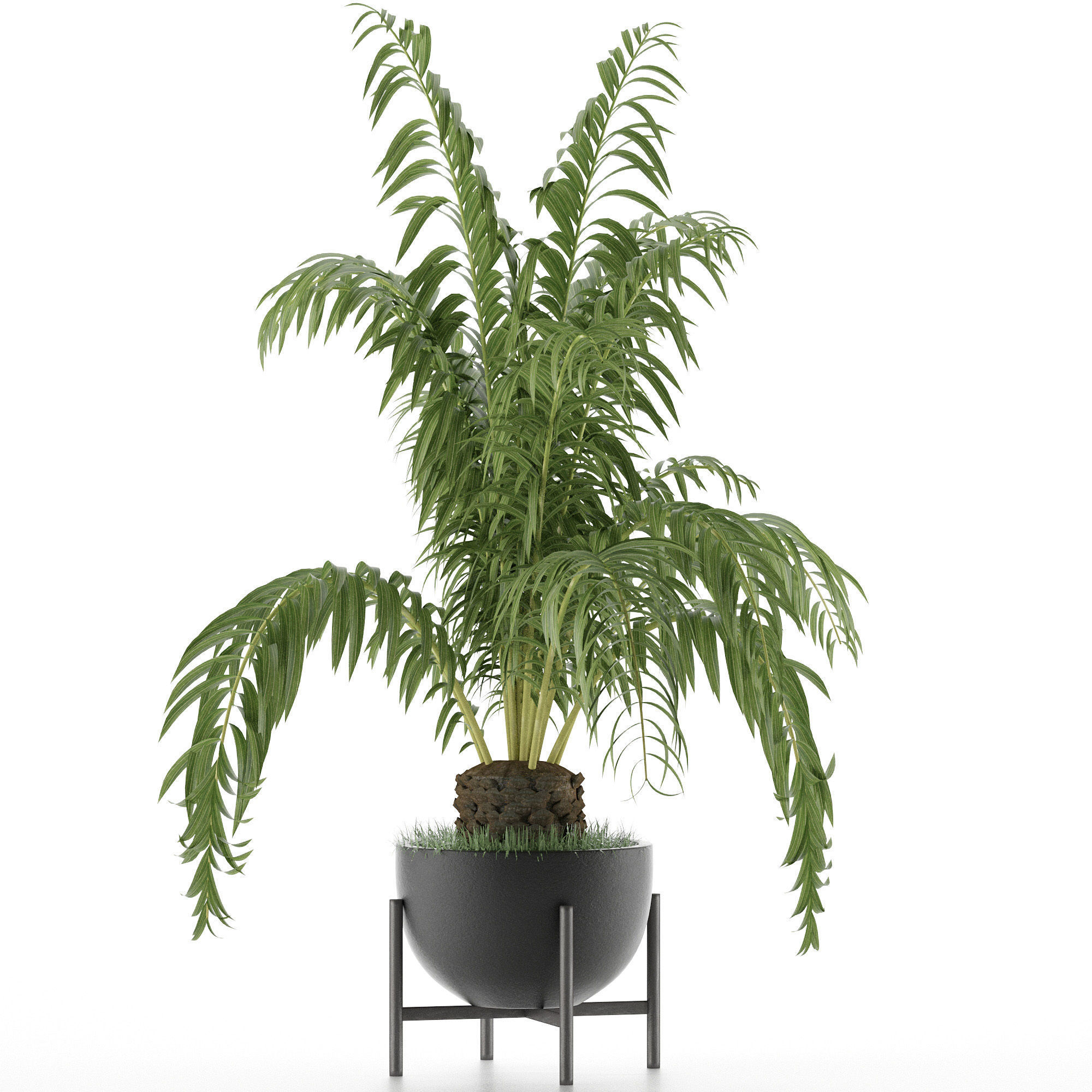 House Plant 42 3D model_1