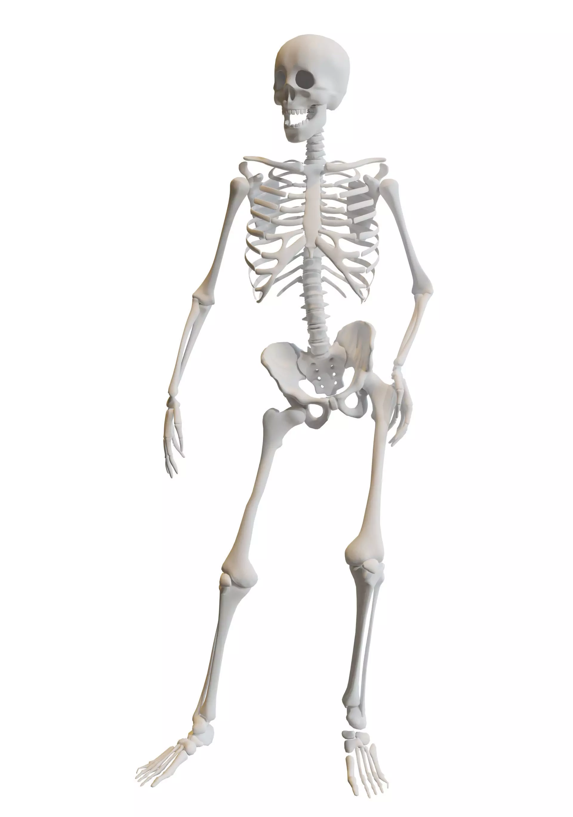 Human Skeleton Low-poly 3D model