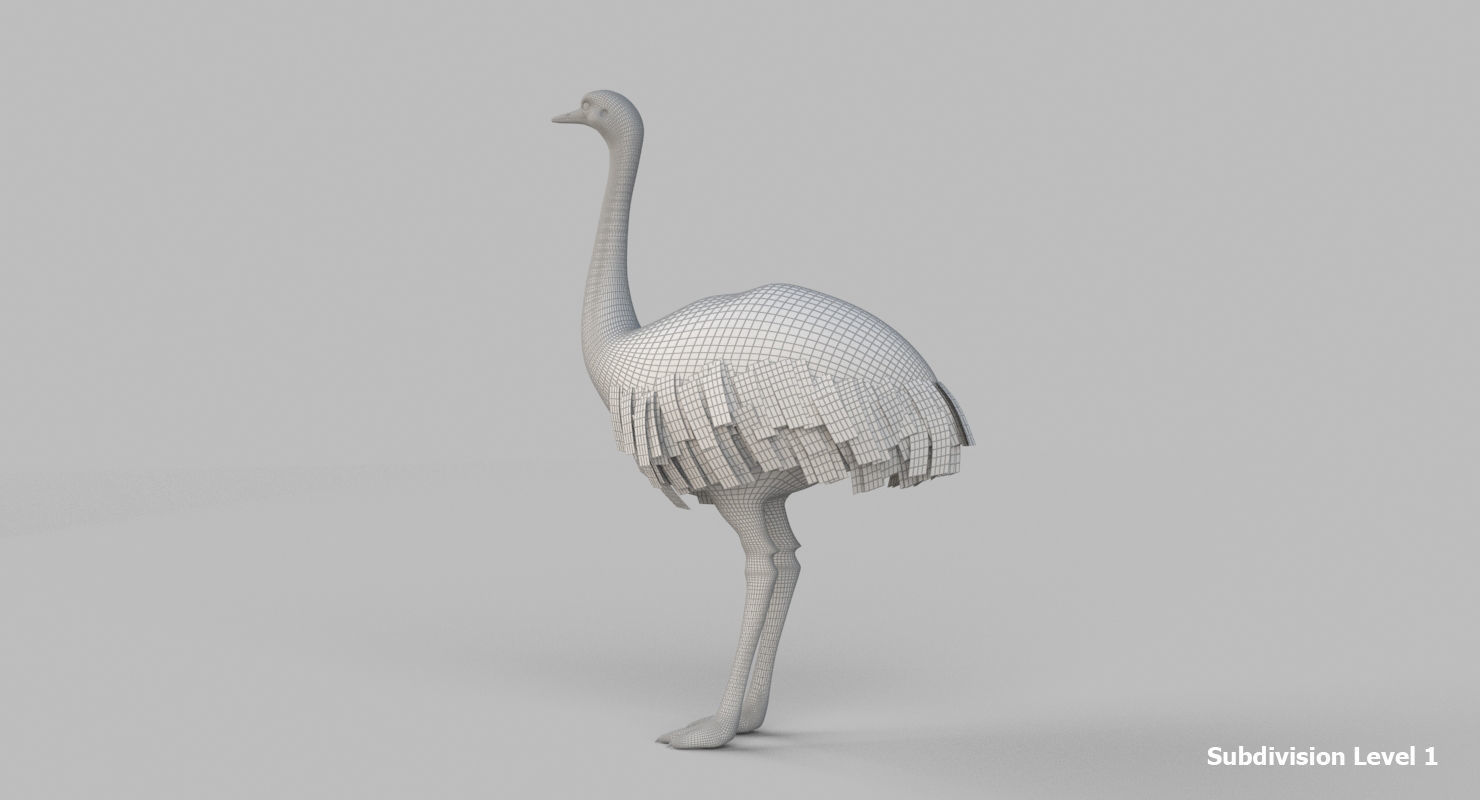 3D model Emu Bird 3D model_9
