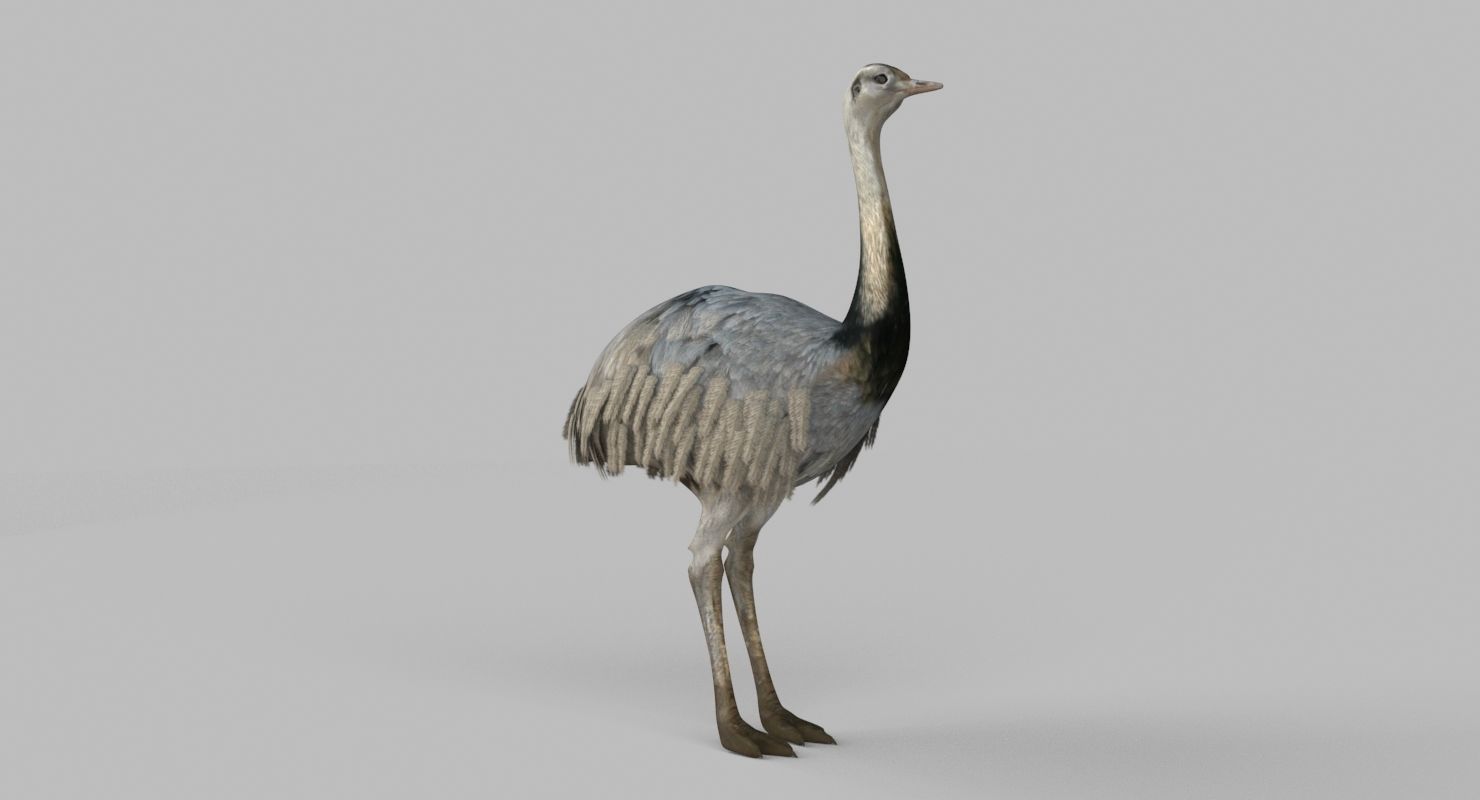 3D model Emu Bird 3D model_1