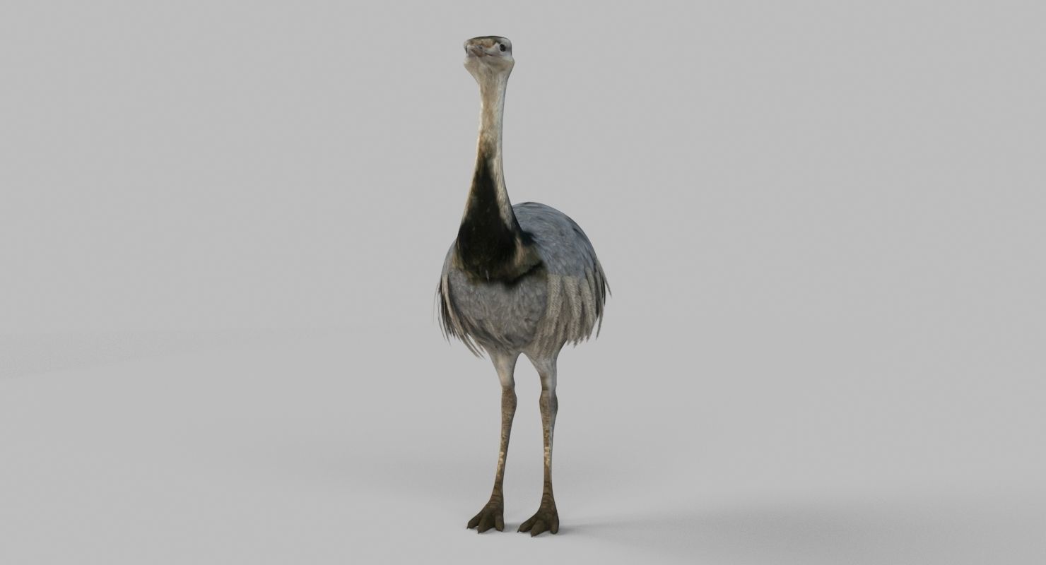 3D model Emu Bird 3D model_3