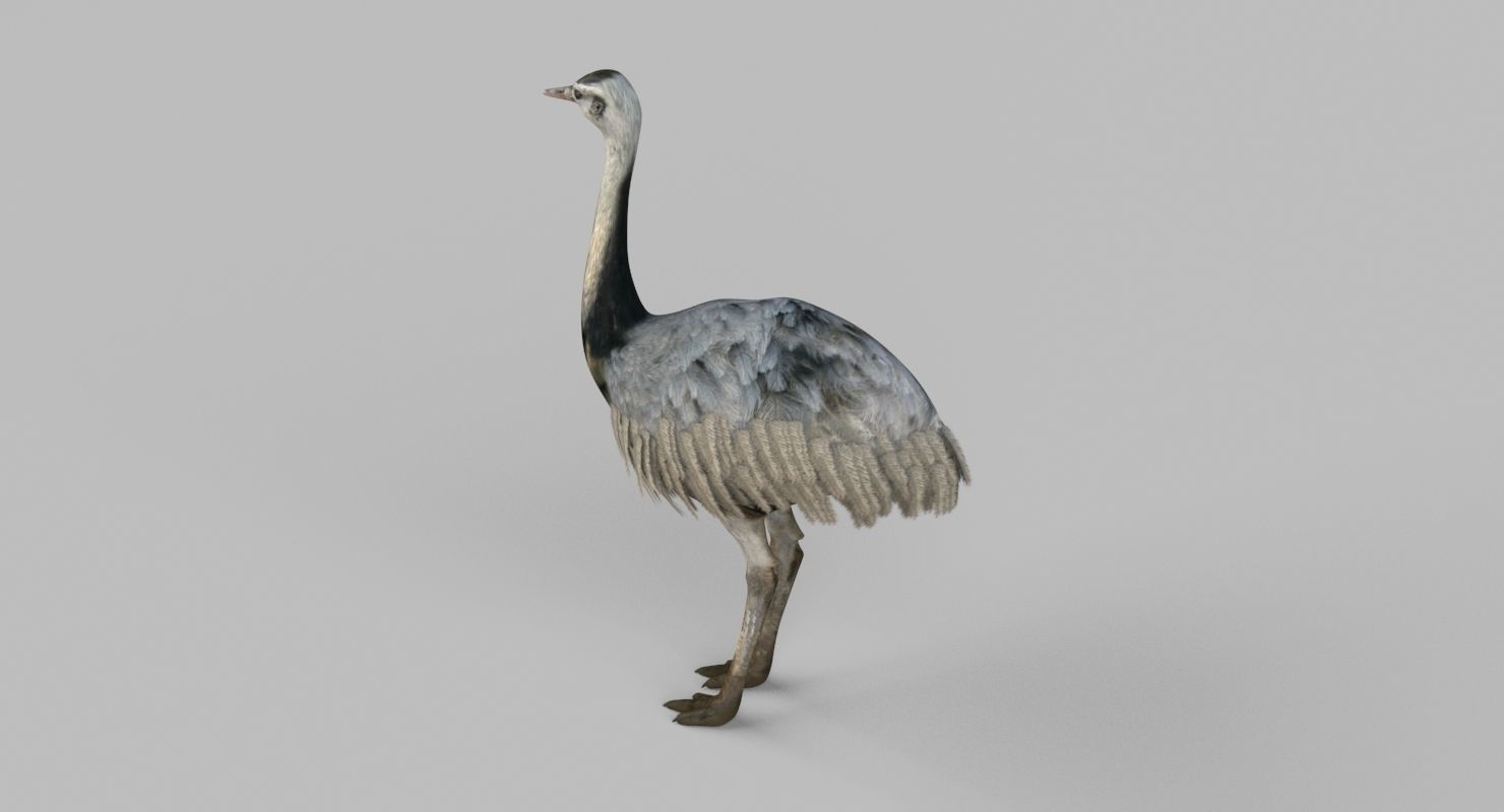 3D model Emu Bird 3D model_6