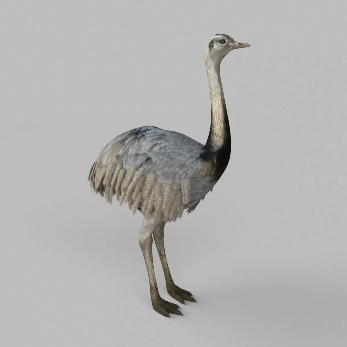 3D model Emu Bird 3D model_0