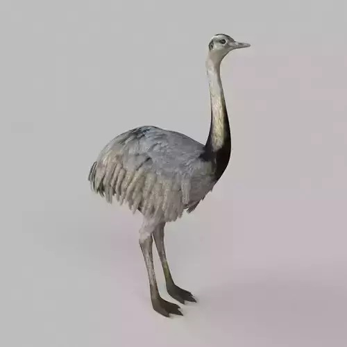 3D model Emu Bird