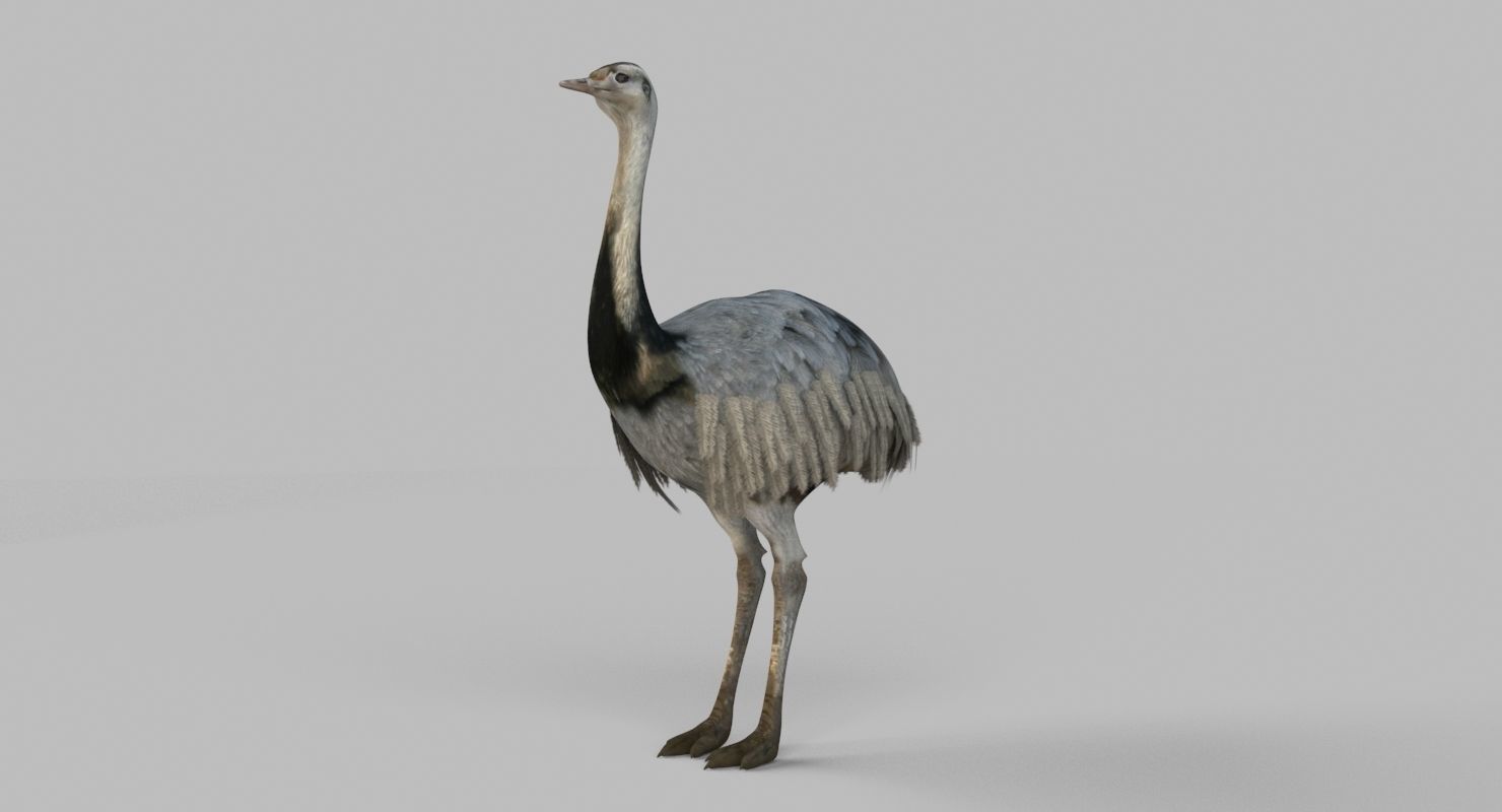 3D model Emu Bird 3D model_4