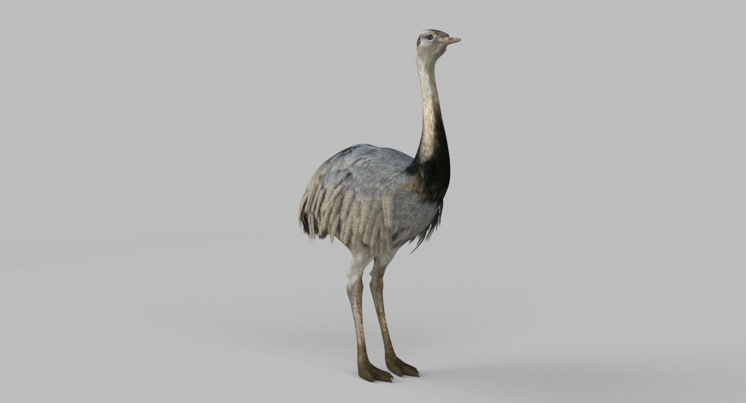 3D model Emu Bird 3D model_2