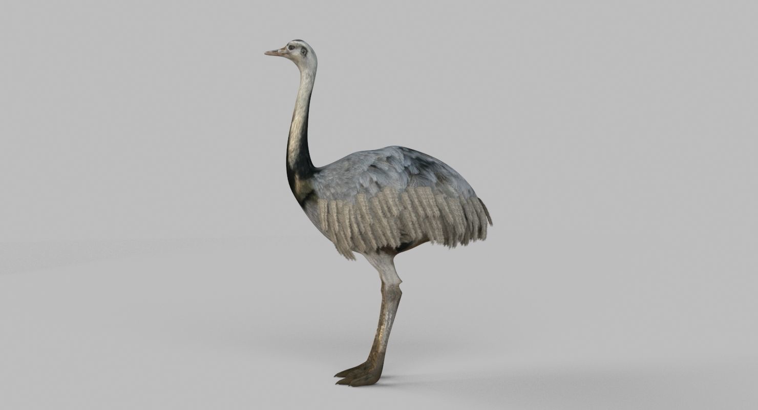 3D model Emu Bird 3D model_5