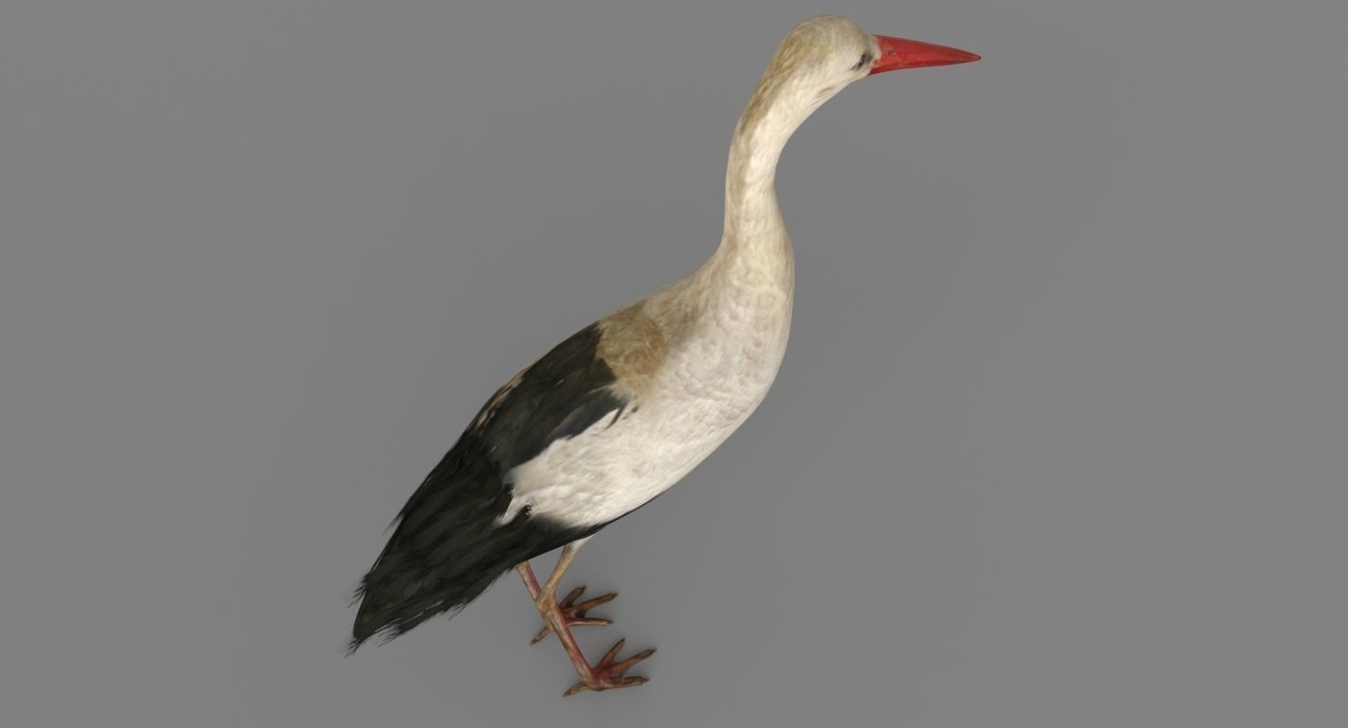 Stork 3D model 3D model_5