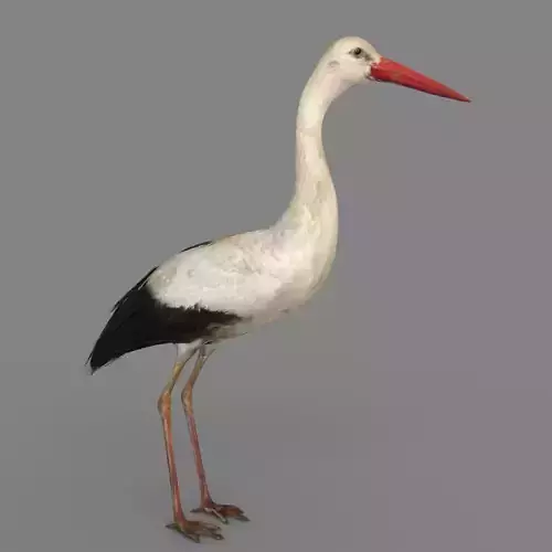 Stork 3D model 3D model
