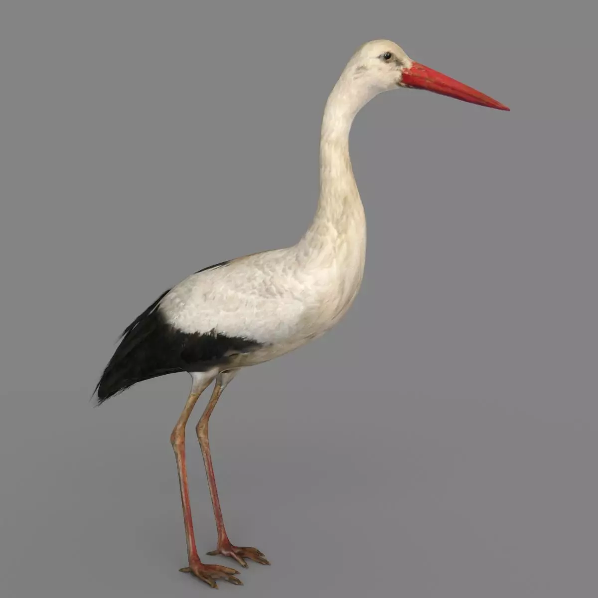 Stork 3D model 3D model_0