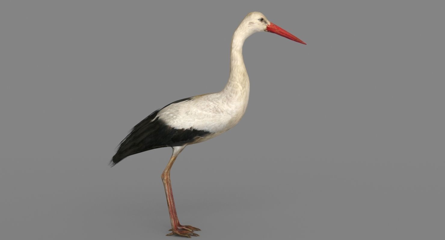 Stork 3D model 3D model_2