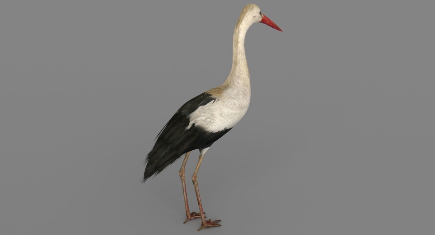 Stork 3D model 3D model_4