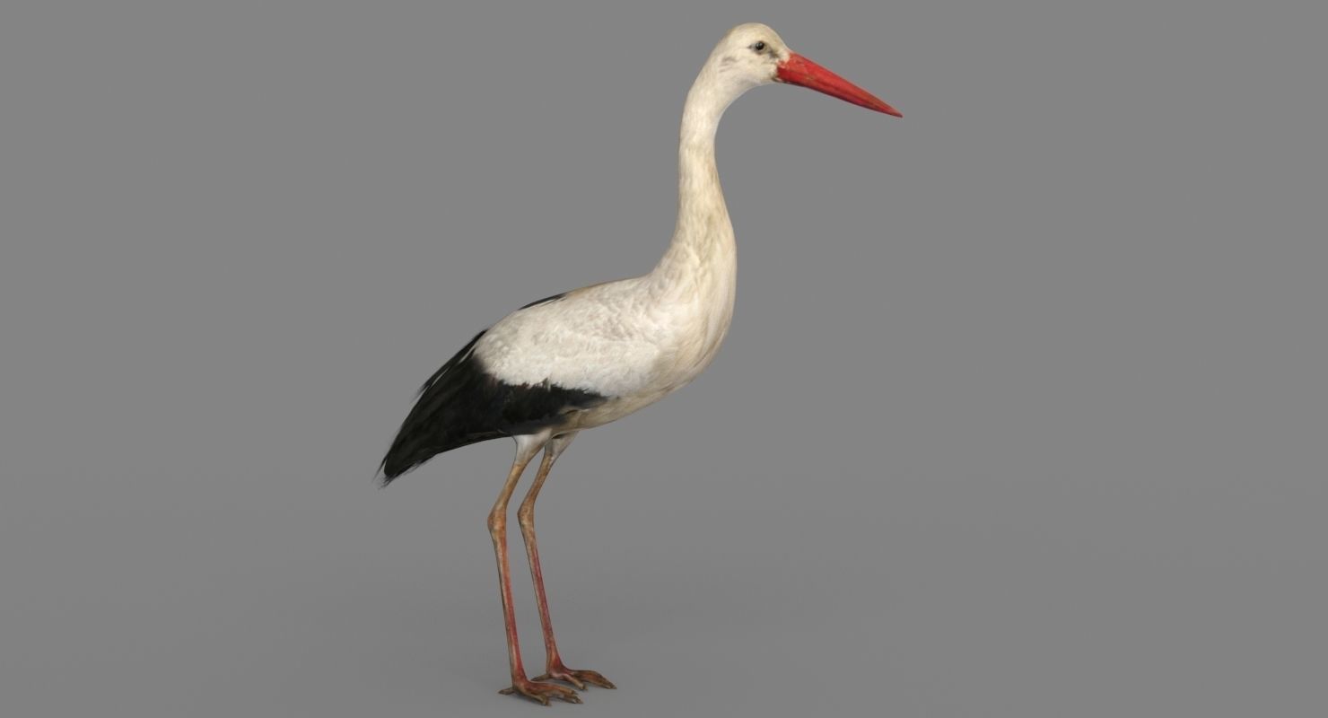 Stork 3D model 3D model_1