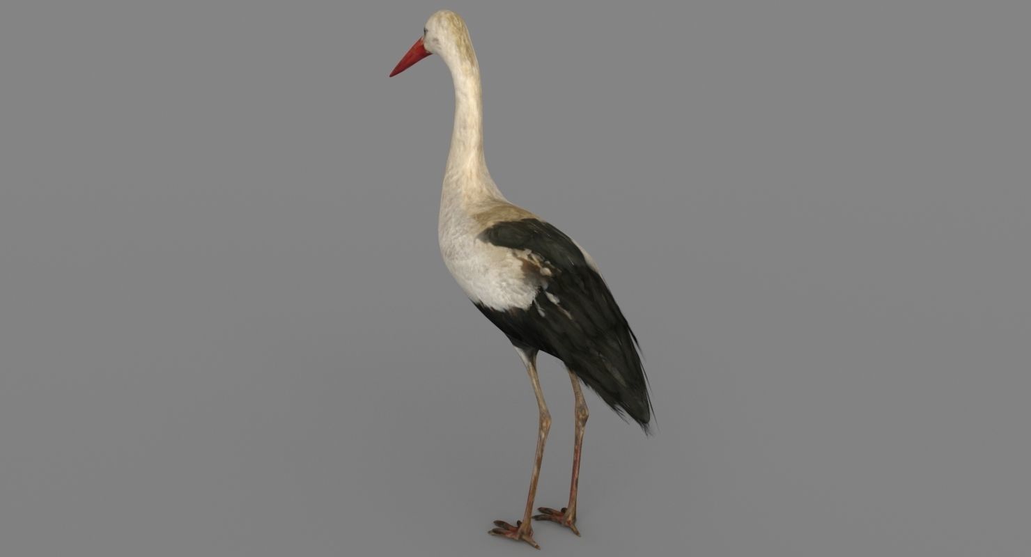 Stork 3D model 3D model_11