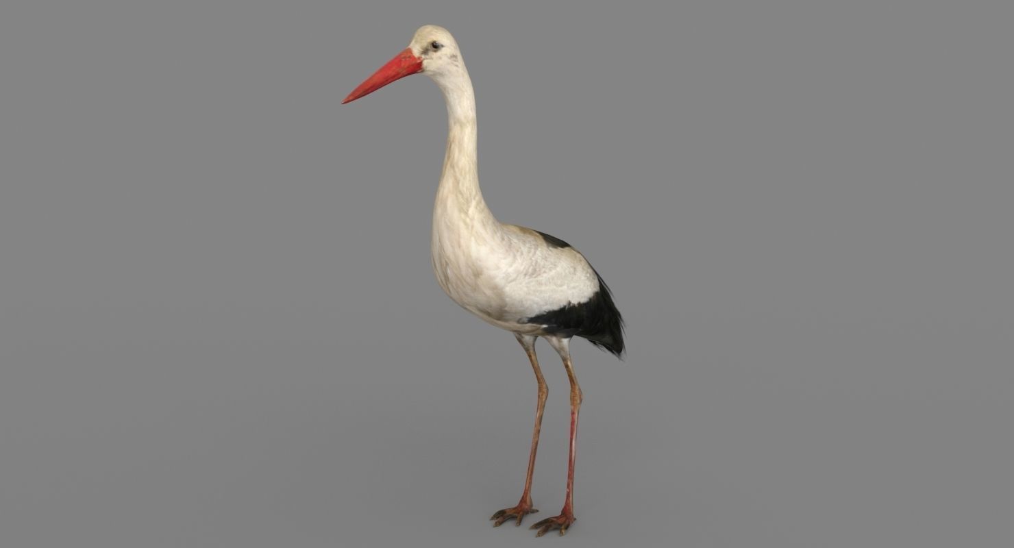 Stork 3D model 3D model_8
