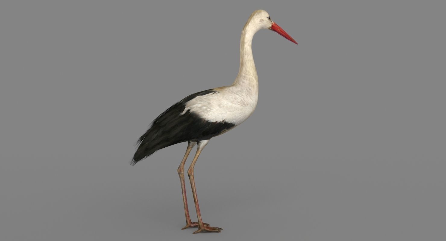 Stork 3D model 3D model_3