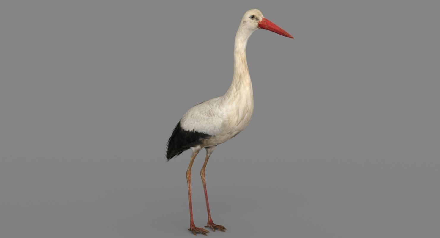 Stork 3D model 3D model_6